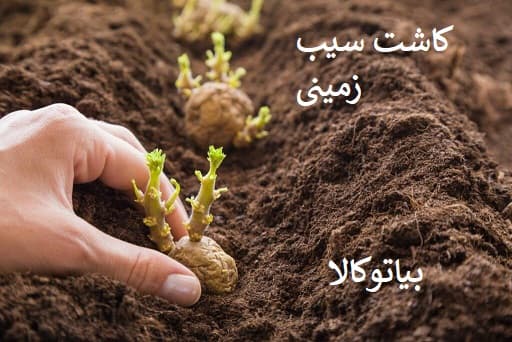 کاشت سیب زمینی با باردهی زیاد